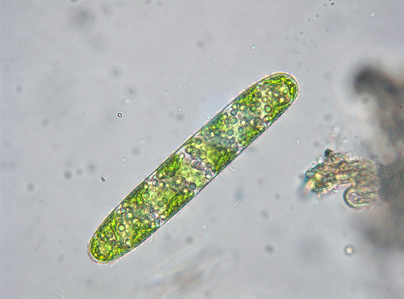 Dal Monte Avic  - Spirotaenia condensata